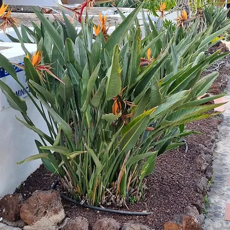 349 Golf Del Sur Albatros Appartement