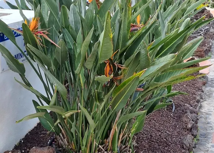 349 Golf Del Sur Albatros 公寓